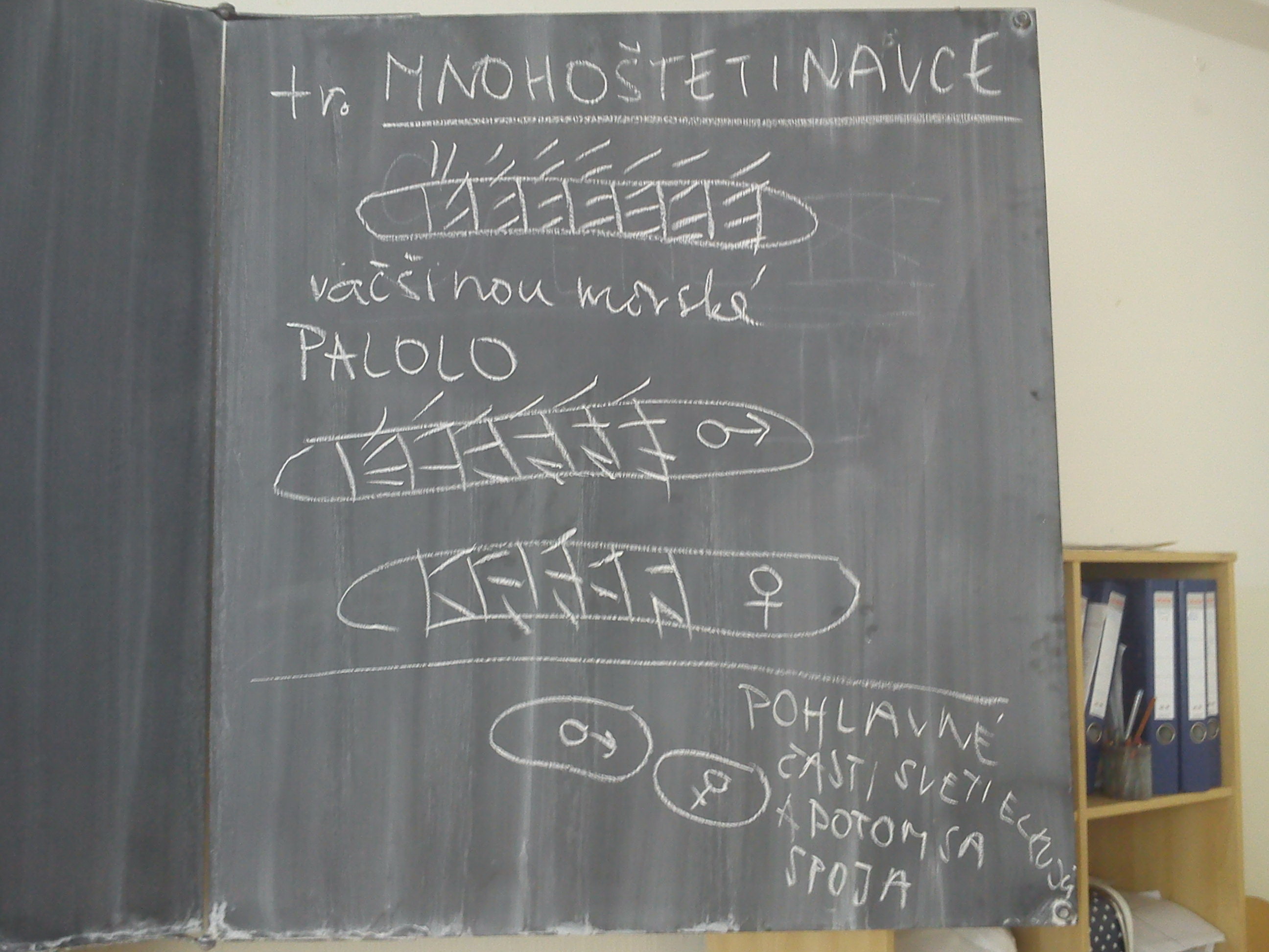 Mnohoštetinavce
