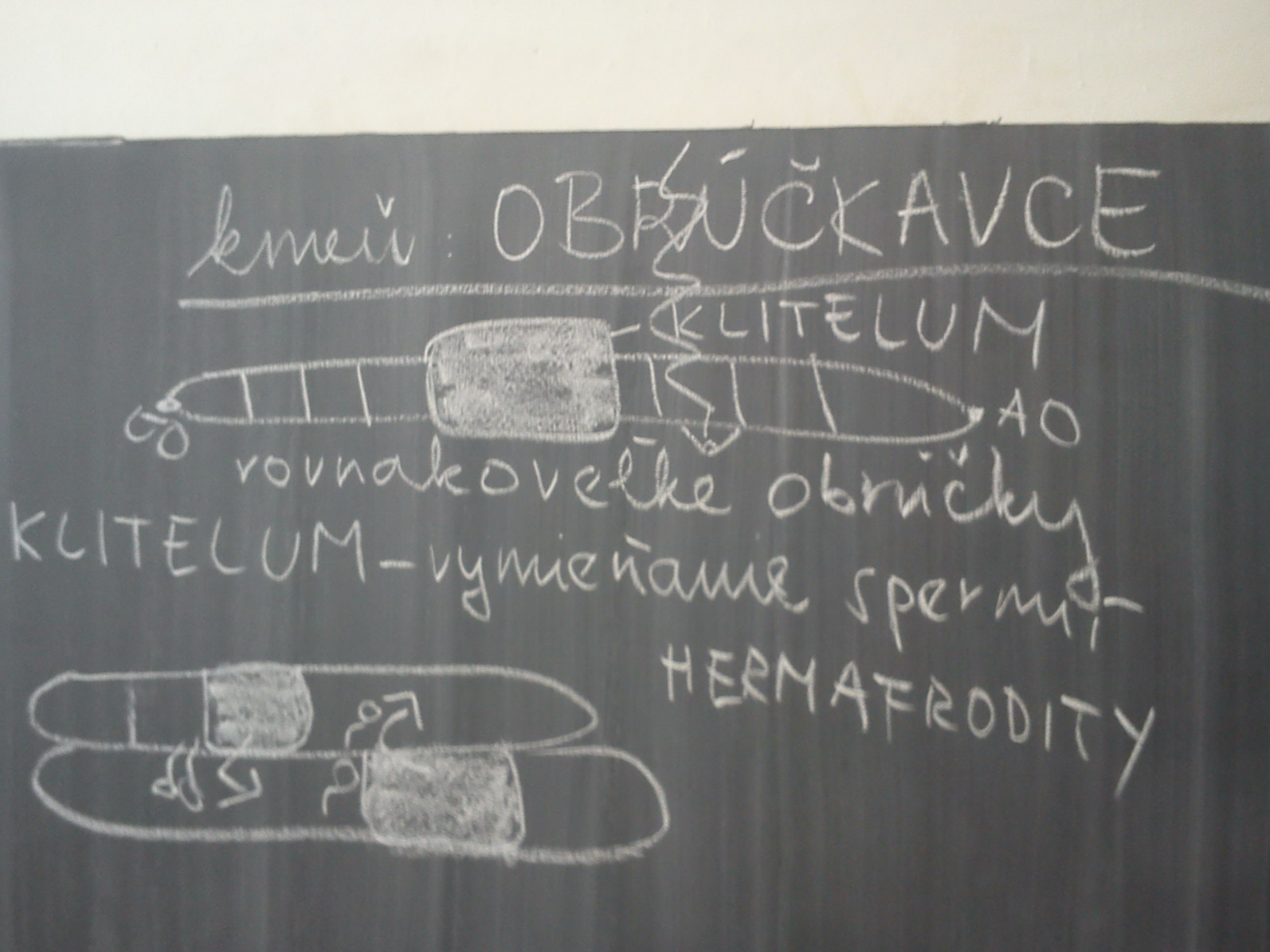 obrúčkavce a vymieňanie spermií